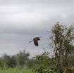 114 LOANGO 2 Akaka Riviere Rembo Ngove Nord Retour Oiseau Aves Jacana a Poitrine Doree Actophilornis africana en Vol 15E5K3IMG_107829wtmk.jpg